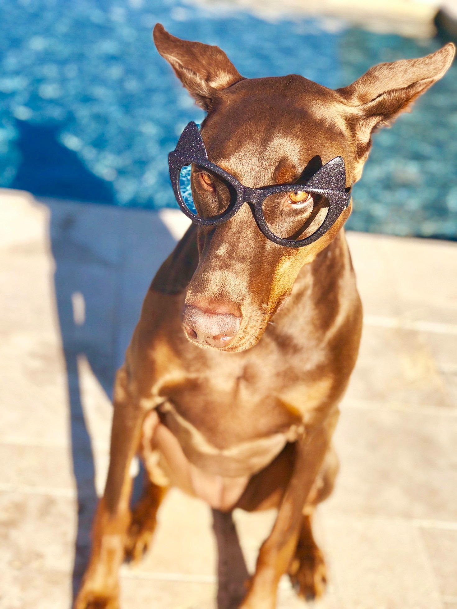 5 Tips for Choosing the Perfect Doberman Puppy
