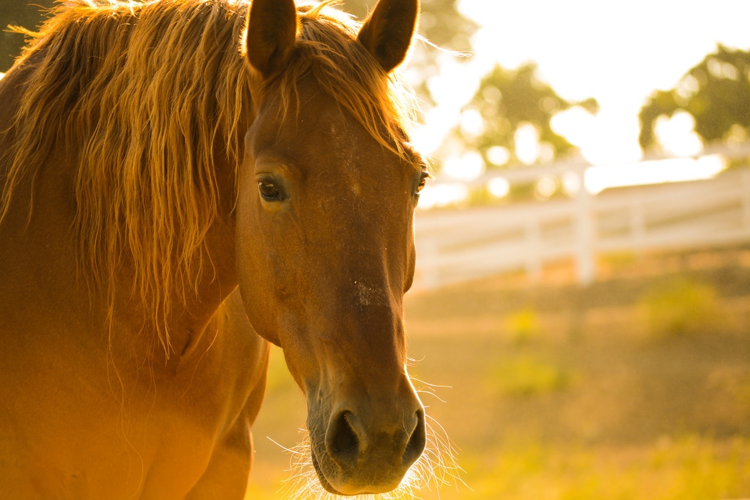 The Beauty of Aristocrats Farm’s Horse Breeding