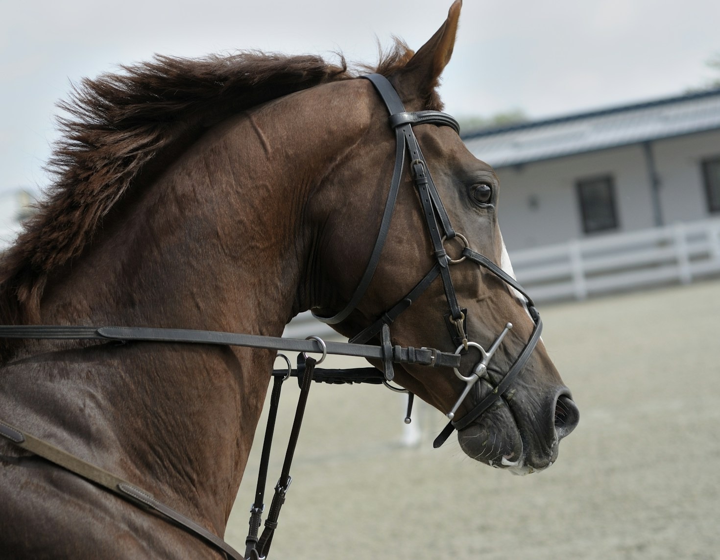 Why Pedigree Matters: Choosing a Trustworthy Breeder
