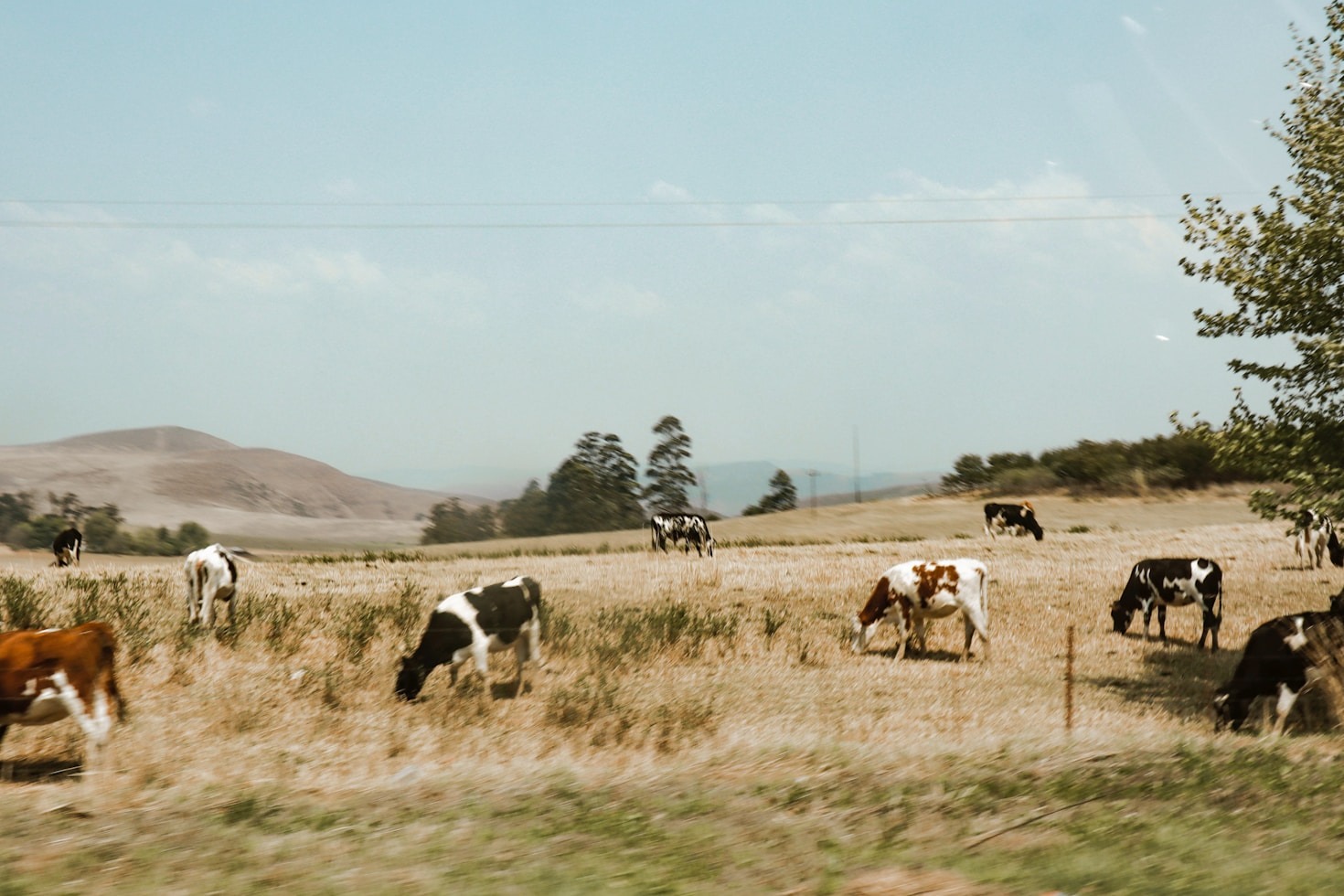 An Inside View of Breeding Top-Quality Horses